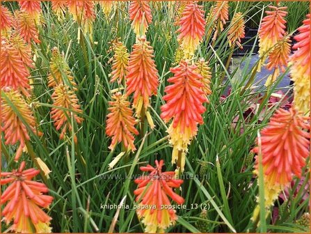 Kniphofia &#039;Papaya Popsicle&#039; | Vuurpijl, Fakkellelie | Fackellilie