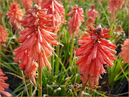 Kniphofia &#039;Poco Red&#039; | Vuurpijl, Fakkellelie | Fackellilie