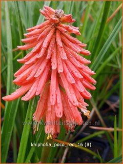 Kniphofia &#039;Poco Red&#039; | Vuurpijl, Fakkellelie | Fackellilie