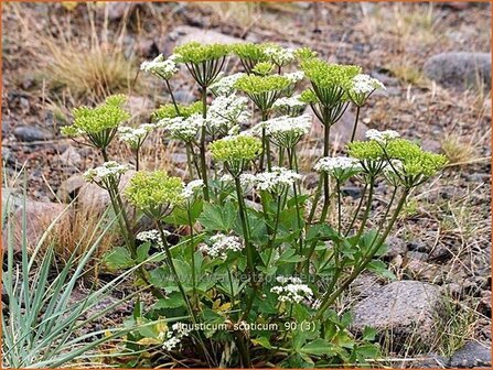 Ligusticum scoticum | Zeelavas, Lavas | Schottische Mutterwurz