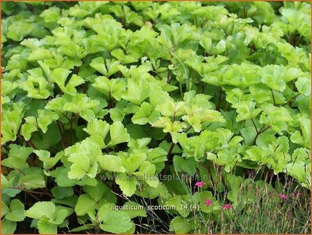 Ligusticum scoticum | Zeelavas, Lavas | Schottische Mutterwurz