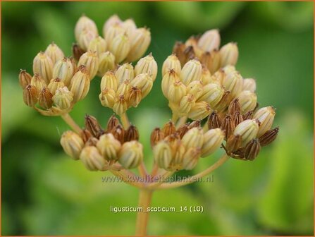 Ligusticum scoticum | Zeelavas, Lavas | Schottische Mutterwurz