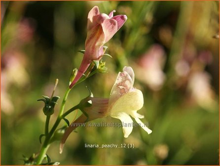 Linaria &#039;Peachy&#039; | Vlasleeuwenbek | Leinkraut