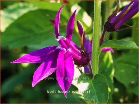 Lobelia &#039;Hadspen Purple&#039; | Kardinaalsbloem, Vaste lobelia | Kardinals-Lobelie