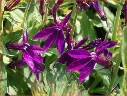 Lobelia &#039;Hadspen Purple&#039; | Kardinaalsbloem, Vaste lobelia | Kardinals-Lobelie