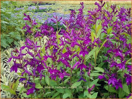 Lobelia &#039;Hadspen Purple&#039; | Kardinaalsbloem, Vaste lobelia | Kardinals-Lobelie