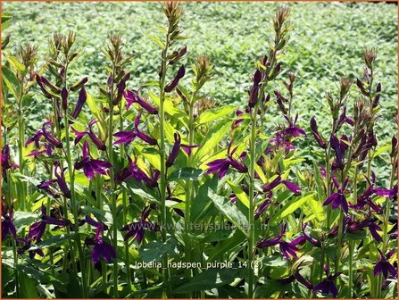 Lobelia &#039;Hadspen Purple&#039; | Kardinaalsbloem, Vaste lobelia | Kardinals-Lobelie