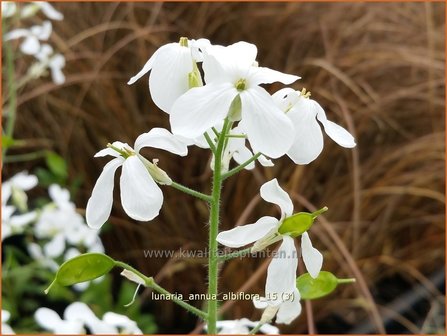 Lunaria annua &#039;Albiflora&#039; | Judaspenning | Einj&auml;hriges Silberblatt