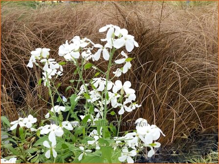 Lunaria annua &#039;Albiflora&#039; | Judaspenning | Einj&auml;hriges Silberblatt