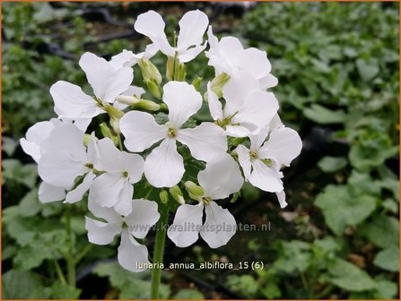 Lunaria annua &#039;Albiflora&#039; | Judaspenning | Einj&auml;hriges Silberblatt