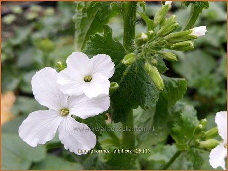 Lunaria annua &#039;Albiflora&#039; | Judaspenning | Einj&auml;hriges Silberblatt