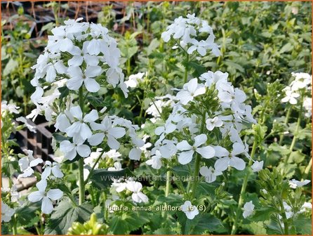 Lunaria annua &#039;Albiflora&#039; | Judaspenning | Einj&auml;hriges Silberblatt