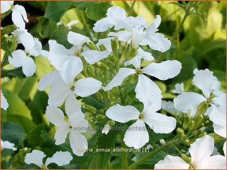 Lunaria annua &#039;Albiflora&#039; | Judaspenning | Einj&auml;hriges Silberblatt