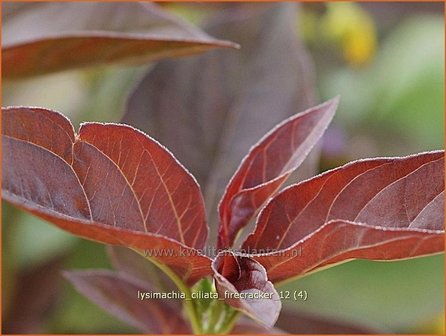 Lysimachia ciliata &#039;Firecracker&#039; | Wederik | Bewimperter Felberich