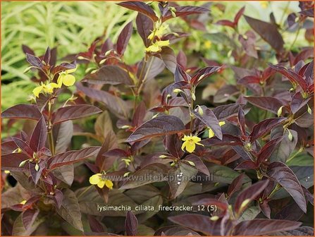 Lysimachia ciliata &#039;Firecracker&#039; | Wederik | Bewimperter Felberich