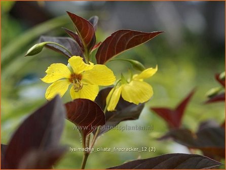 Lysimachia ciliata &#039;Firecracker&#039; | Wederik | Bewimperter Felberich