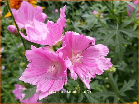 Malva alcea &#039;Fastigiata&#039; | Vijfdelig kaasjeskruid, Kaasjeskruid | Rosen-Malve