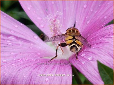 Malva alcea &#039;Fastigiata&#039; | Vijfdelig kaasjeskruid, Kaasjeskruid | Rosen-Malve