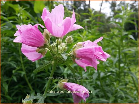 Malva alcea &#039;Fastigiata&#039; | Vijfdelig kaasjeskruid, Kaasjeskruid | Rosen-Malve