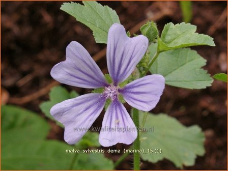 Malva sylvestris &#039;Dema&#039; (Marina) | Groot kaasjeskruid, Kaasjeskruid | Wilde Malve