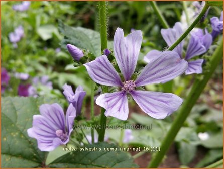 Malva sylvestris &#039;Dema&#039; (Marina) | Groot kaasjeskruid, Kaasjeskruid | Wilde Malve