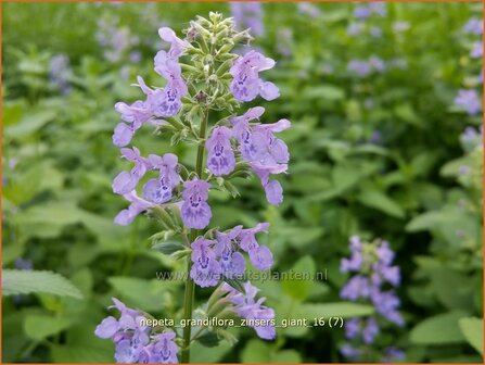 Nepeta grandiflora &#039;Zinser&#039;s Giant&#039; | Kattenkruid | Gro&szlig;bl&uuml;tige Katzenminze