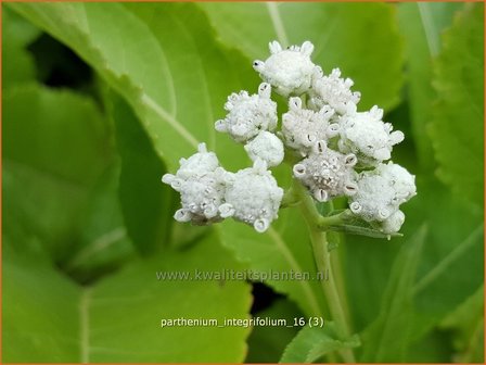 Parthenium integrifolium | Wilde kinine | Pr&auml;rieampfer | American Fever-Few