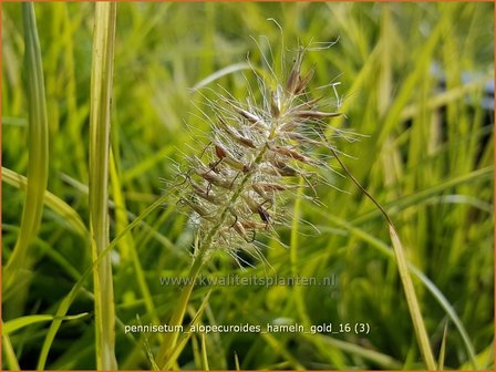 Pennisetum alopecuroides &#039;Hameln Gold&#039; | Lampenpoetsersgras, Borstelveergras | Lampenputzergras