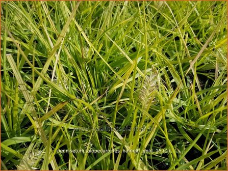 Pennisetum alopecuroides &#039;Hameln Gold&#039; | Lampenpoetsersgras, Borstelveergras | Lampenputzergras