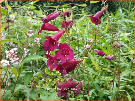 Penstemon &#039;Rich Ruby&#039; | Slangenkop, Schildpadbloem | Bartfaden