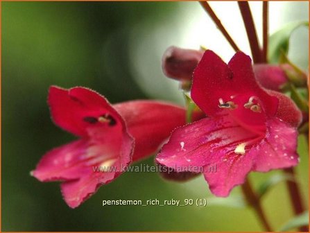 Penstemon &#039;Rich Ruby&#039; | Slangenkop, Schildpadbloem | Bartfaden