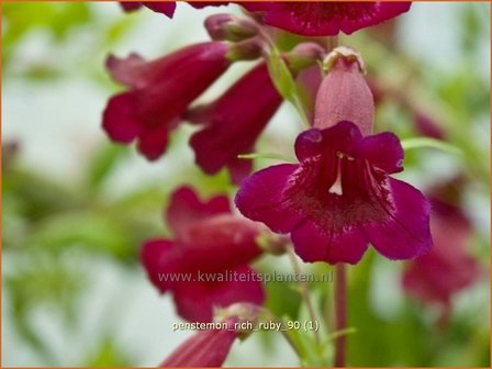 Penstemon &#039;Rich Ruby&#039; | Slangenkop, Schildpadbloem | Bartfaden