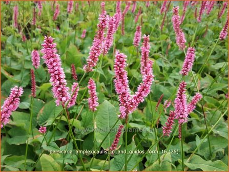 Persicaria amplexicaulis &#039;Jo and Guido&#039;s Form&#039; | Adderwortel, Duizendknoop | Kerzenkn&ouml;terich