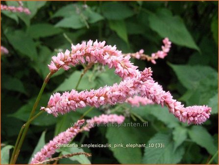 Persicaria amplexicaulis &#039;Pink Elephant&#039; | Adderwortel, Duizendknoop | Kerzenkn&ouml;terich