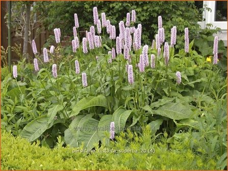 Persicaria bistorta &#039;Superba&#039; | Adderwortel, Duizendknoop | Schlangenkn&ouml;terich