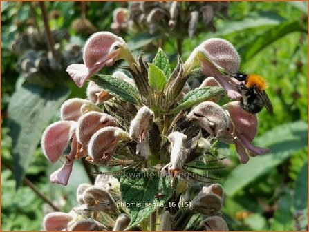 Phlomis samia | Brandkruid | Griechisches Brandkraut