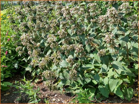 Phlomis samia | Brandkruid | Griechisches Brandkraut