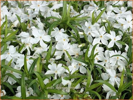 Phlox &#039;Calvides White&#039; | Kruipphlox, Vlambloem, Flox, Floks | Polsterphlox