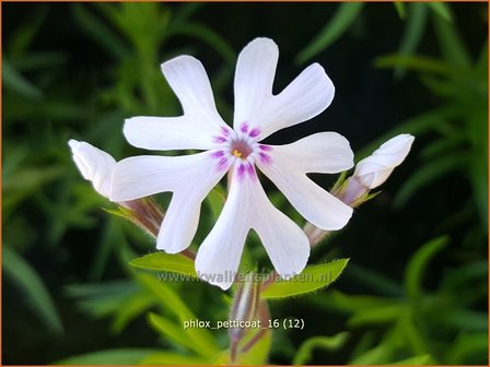 Phlox &#039;Petticoat&#039; | Kruipphlox, Vlambloem, Flox, Floks | Polsterphlox