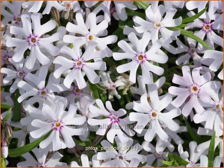 Phlox &#039;Petticoat&#039; | Kruipphlox, Vlambloem, Flox, Floks | Polsterphlox