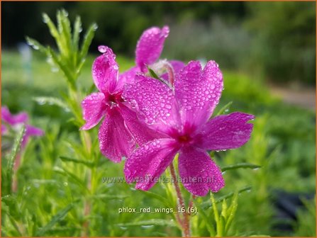 Phlox &#039;Red Wings&#039; | Kruipphlox, Vlambloem, Flox, Floks | Polsterphlox