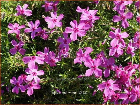 Phlox &#039;Red Wings&#039; | Kruipphlox, Vlambloem, Flox, Floks | Polsterphlox