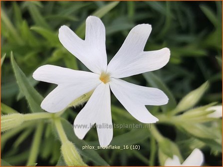 Phlox &#039;Snowflake&#039; | Kruipphlox, Vlambloem, Flox, Floks | Polsterphlox