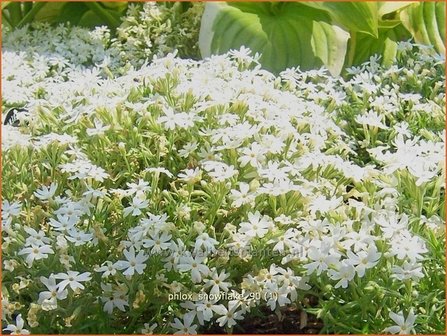 Phlox &#039;Snowflake&#039; | Kruipphlox, Vlambloem, Flox, Floks | Polsterphlox