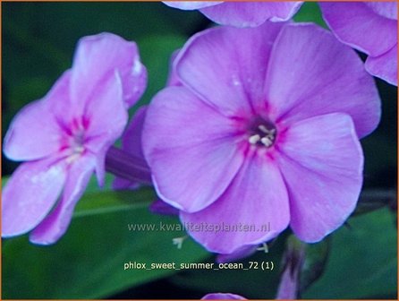 Phlox &#039;Sweet Summer Ocean&#039; | Vlambloem, Flox, Floks | Hohe Flammenblume