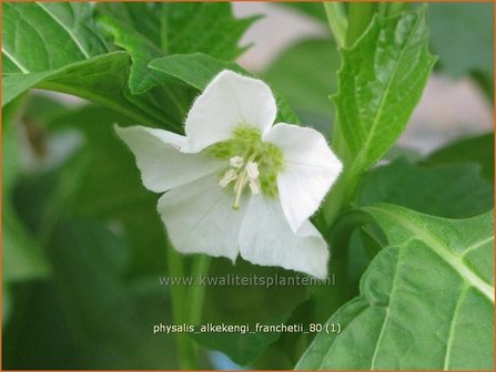 Physalis alkekengi franchetii | Lampionplant, Jodenkers | Lampionblume