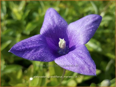 Platycodon grandiflorus &#039;Mariesii&#039; | Ballonklokje | Ballonblume