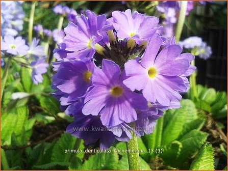 Primula denticulata &#039;Cachemiriana&#039; | Bolprimula, Kogelprimula, Sleutelbloem | Kugelprimel