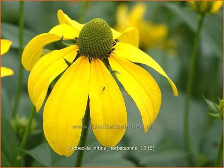 Rudbeckia nitida &#039;Herbstsonne&#039; | Zonnehoed | Fallschirm-Sonnenhut