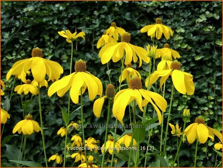 Rudbeckia nitida &#039;Herbstsonne&#039; | Zonnehoed | Fallschirm-Sonnenhut